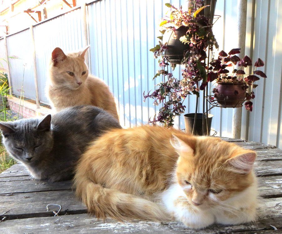 Милая рыжулька на первом плане - мама остальных касавчиков