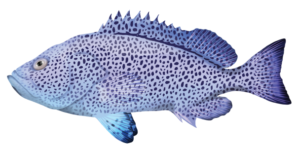 Epinephelus Cyanopodus