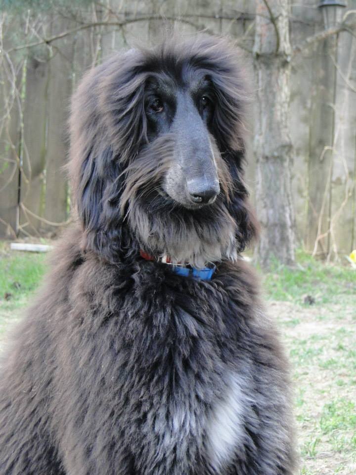 Щенок афганской борзой 8 месяцев