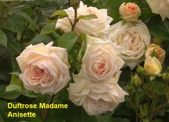 роза Duftrose Madame Anisette