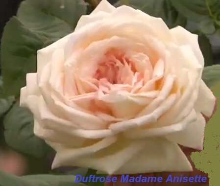 роза Duftrose Madame Anisette