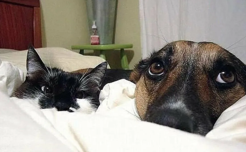 Фото из галереи Яндекса