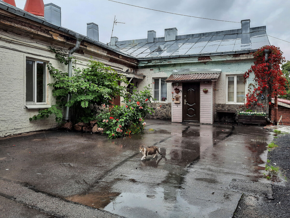 Выборг, дворик в районе улицы Краснофлотской с местной кошкой