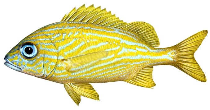 Haemulon flavolineatum