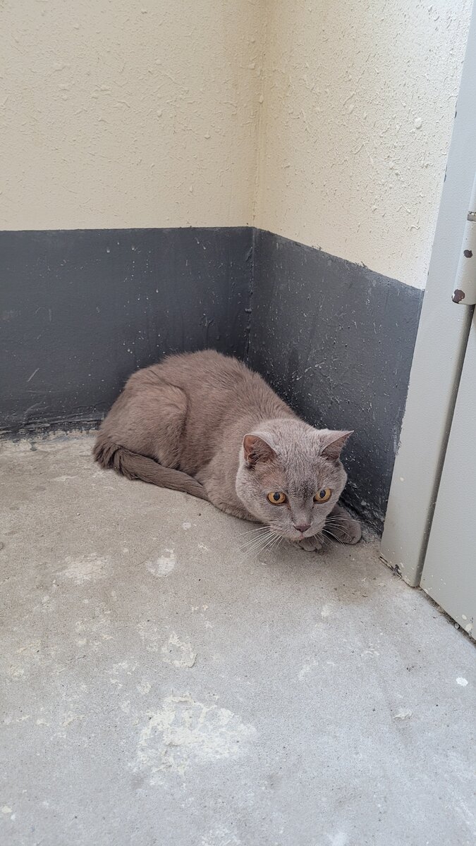 Первая встреча