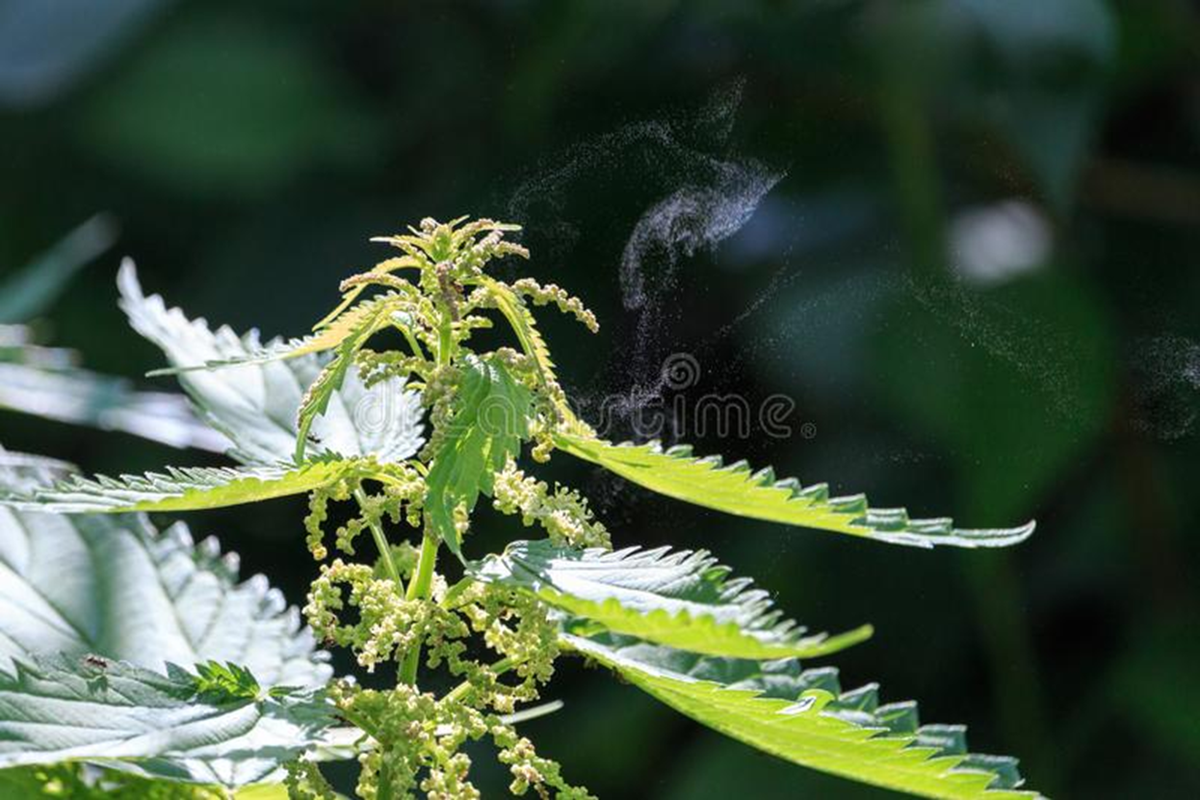 Крапива двудомная  (Urtica dioica L.)
