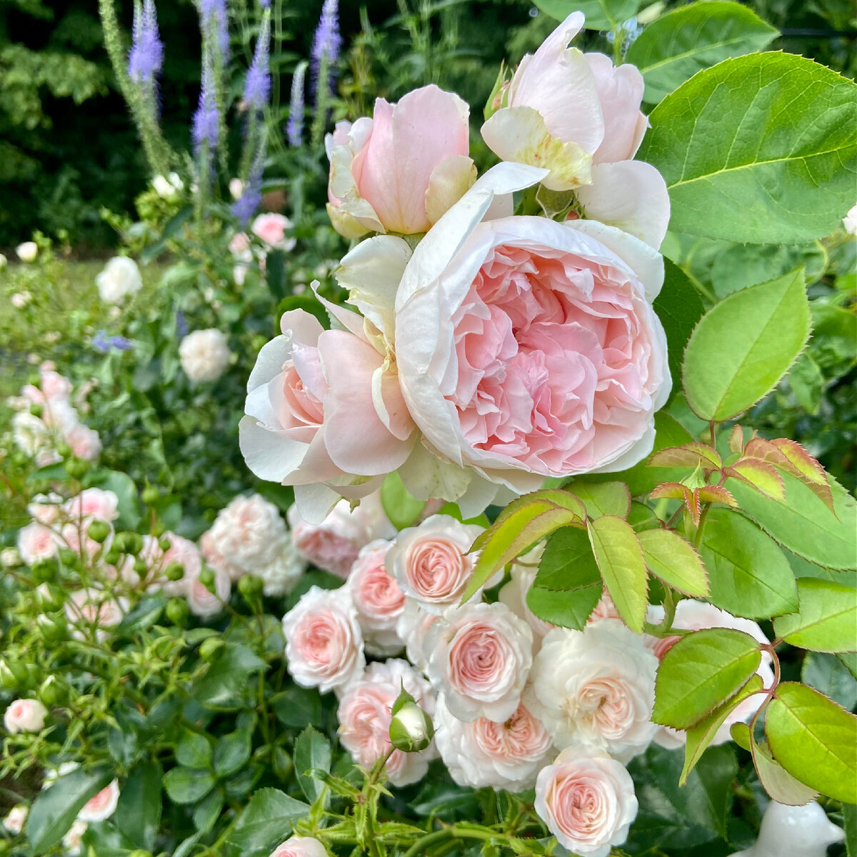 ‘The Generous Gardener’ (Дженерес Гарденер)