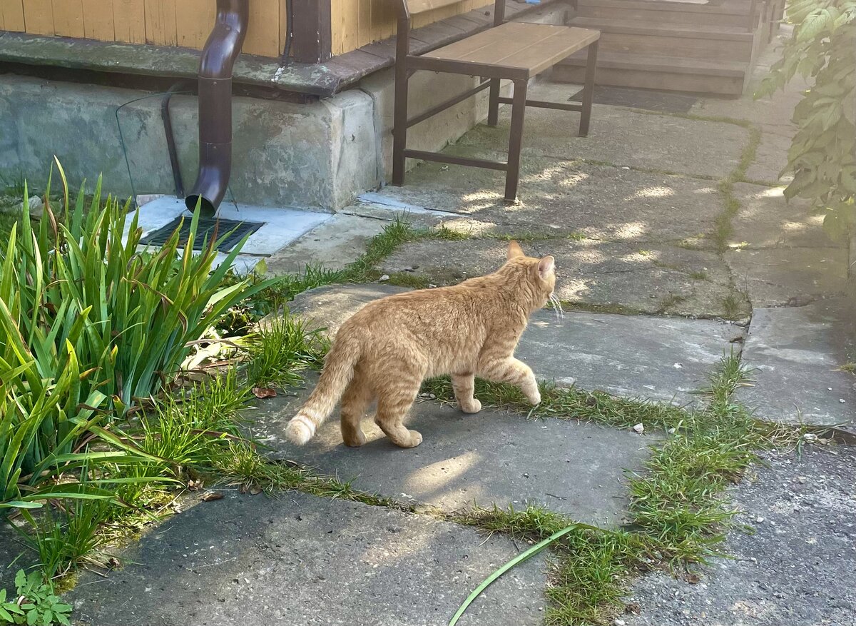 Этот котик