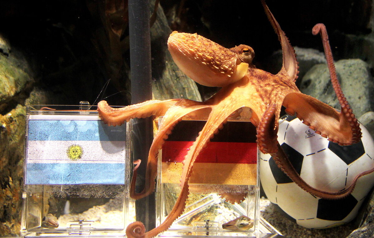    Осьминог Пауль  EPA/ROLAND WEIHRAUCH