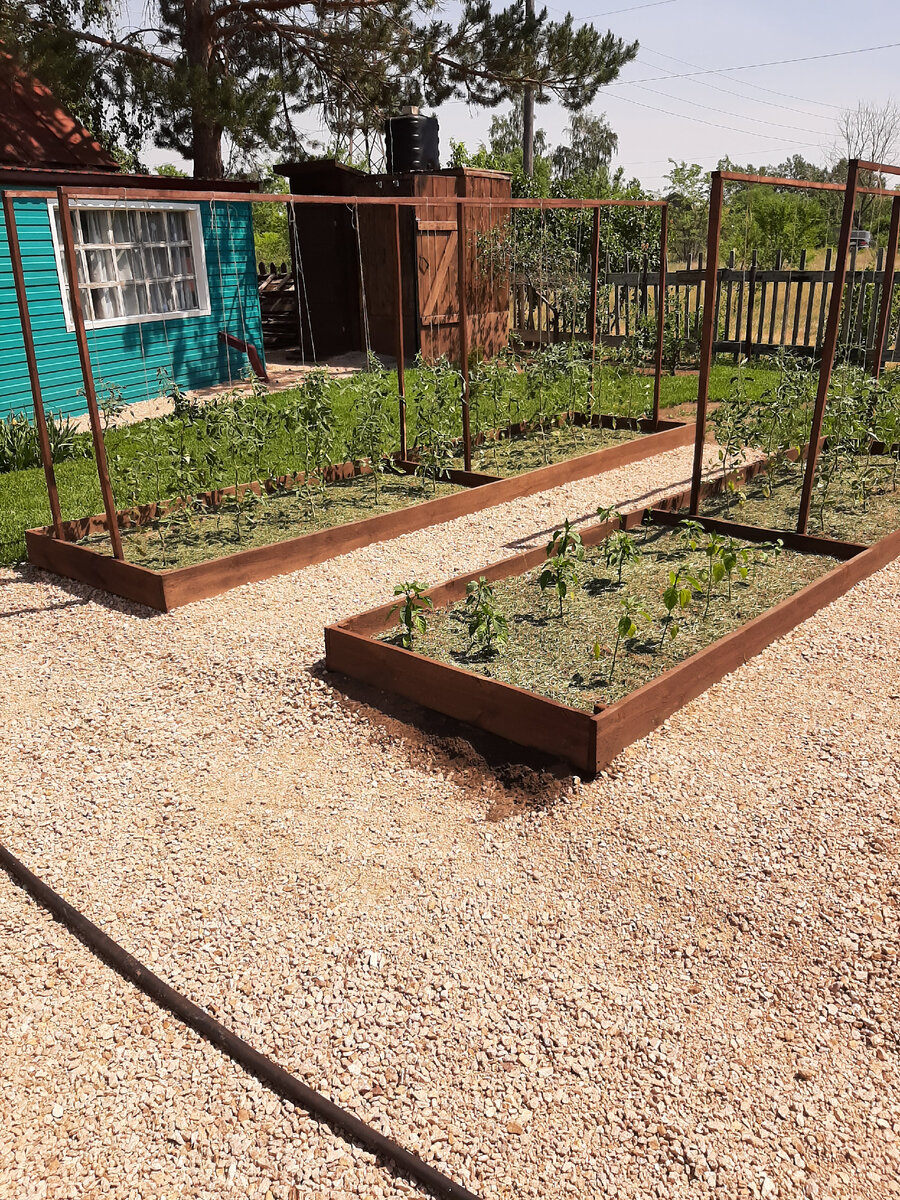 Тут мы уже засыпали все дорожки щебнем и опробовали наши грядки в деле, высадили  🍅 и 🌶 