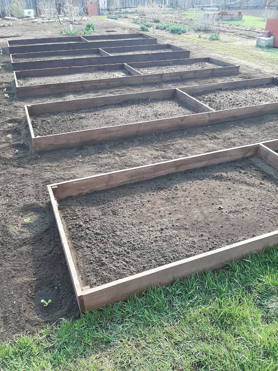 Вдоль грядок посадила Хризантемы. Вообще когда я что то сажали, я была уверена что у меня ничего не вырастит😬