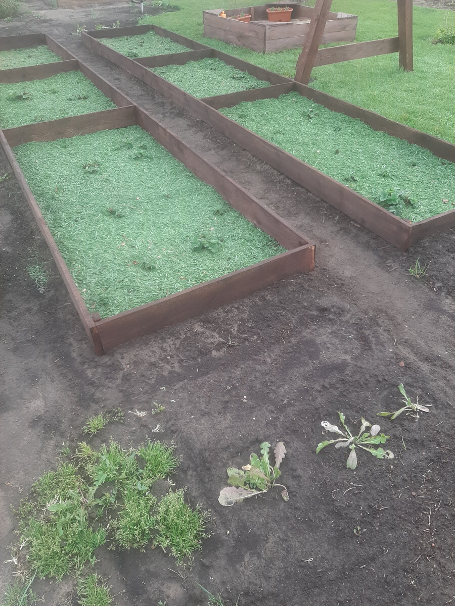 Не зря сеяли газон, отличная мульча для грядок 