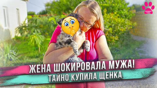 Video herunterladen: Купила щенка редкой породы! Не сказала мужу. Никогда не догадаетесь какой породы щенок! Муж ошеломлен! Новая порода собак в нашем питомнике