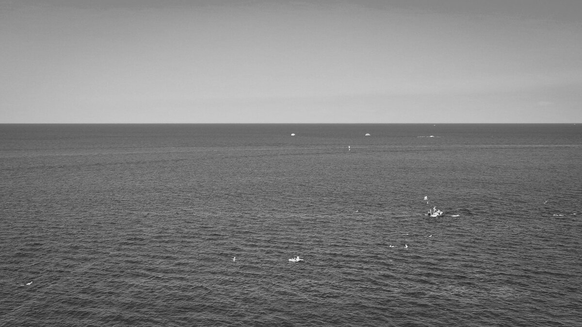     Душераздирающая история приключилась на острове Попова в Бухте Пограничной Приморского края. Люди сделали всё, что считали нужным в подобной ситуации, вот только их услуга для дельфина оказалась «медвежьей».