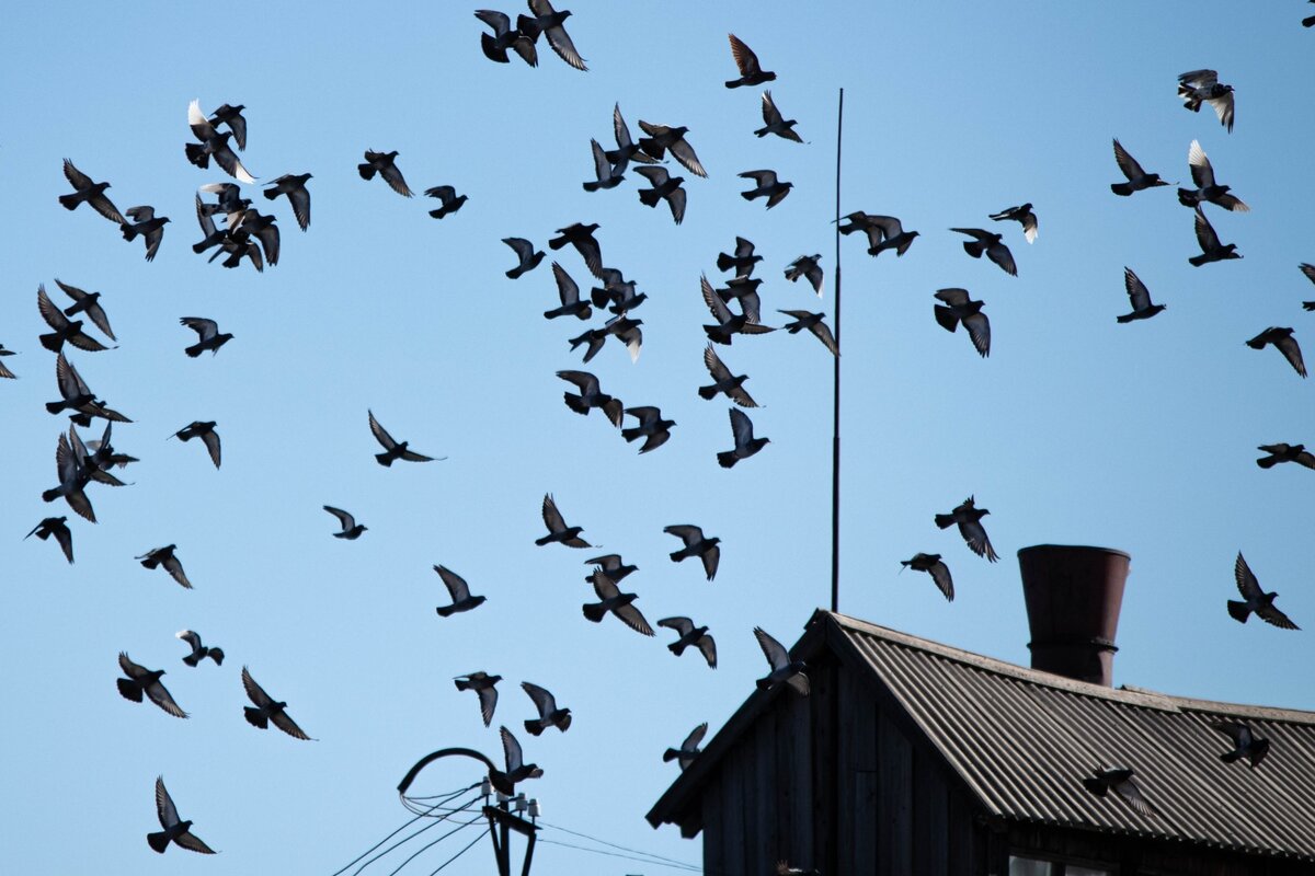    Стая птиц. Голуби Анна Рыжкова (с) ИА REGNUM