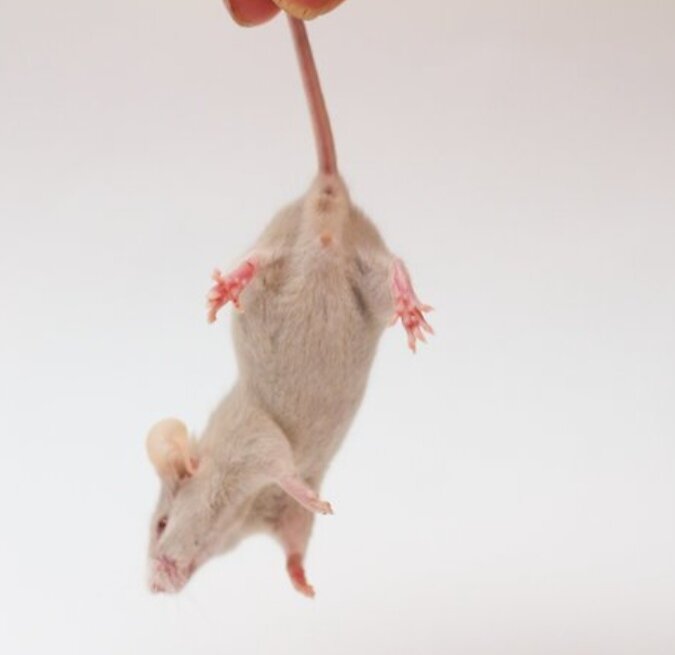Статья про мышей. Способы держания мышки. Мышка держит квадрат. Мышку держат наоборот. Беззвучная мышь