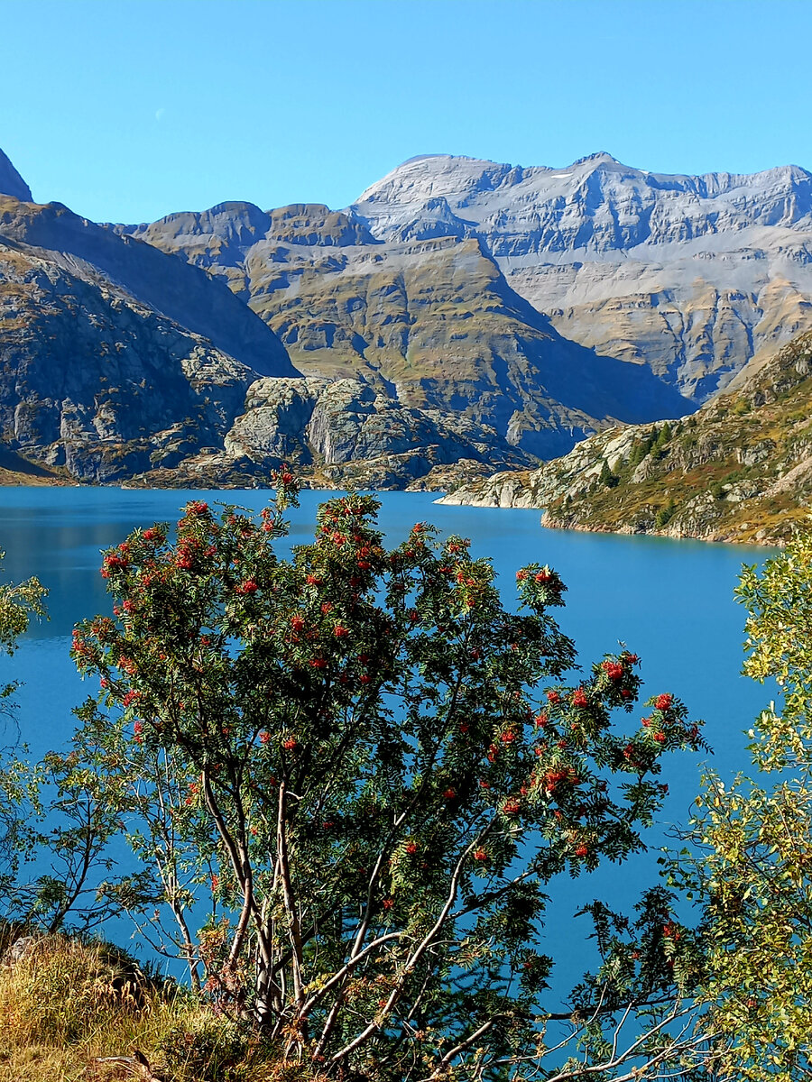 Куст рябины с красными гроздьями.