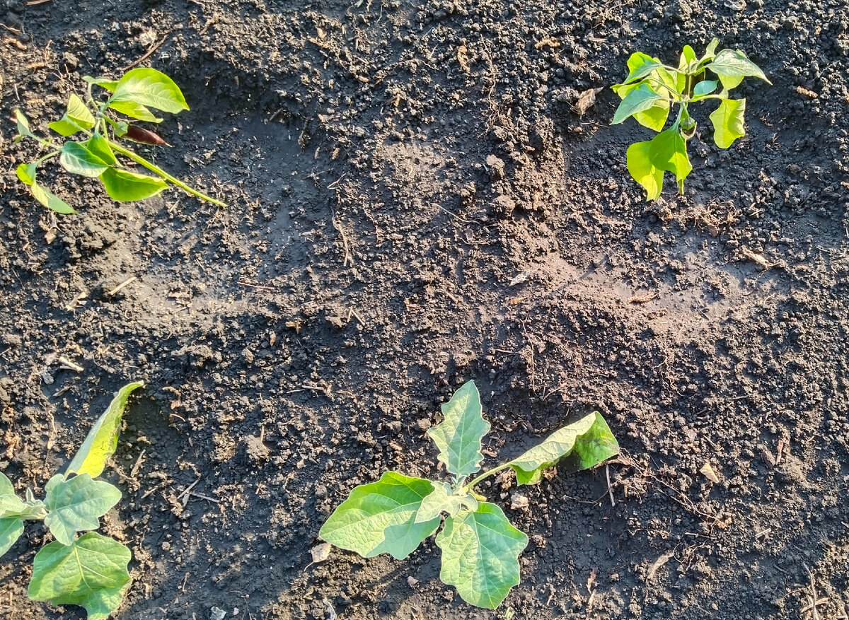 Перцы и баклажаны, сезон 2023