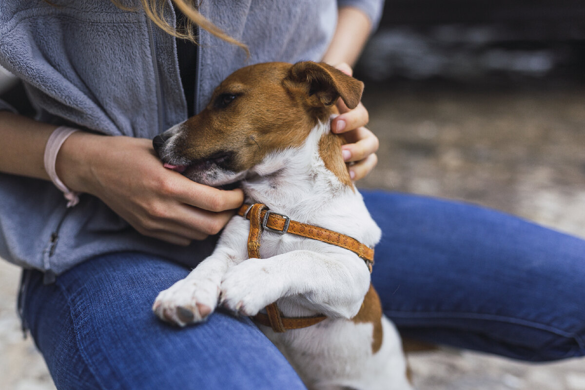 Важные моменты, которые стоит учитывать при выборе породы, если хочешь  завести собаку компаньона | Ксения ПРО Животных | Дзен