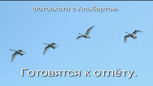 Фотоохота с Альбертом. Готовятся к отлёту.