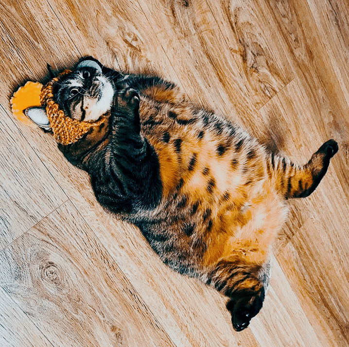 Манговый кот. Толстая кошка. Кот манго. Толстая кошка манго. Жирный кот.