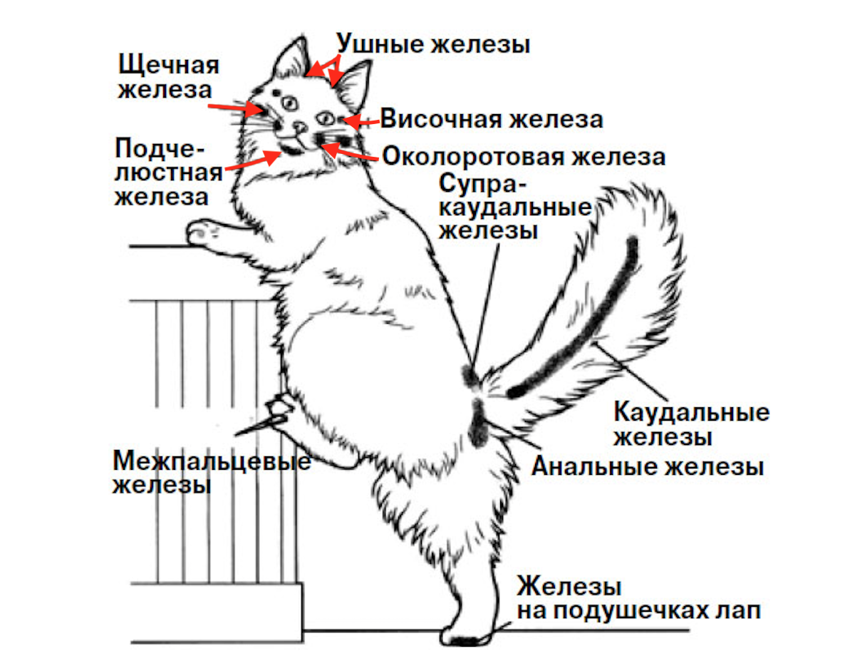 Почему у кошки залысины над глазами | Мой обожаемый кот | Дзен