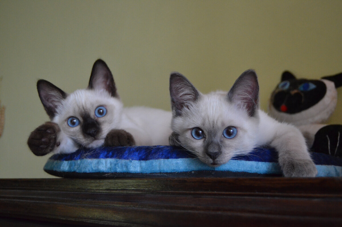 Что нас ждет впереди? Неужели кошачья карьера?