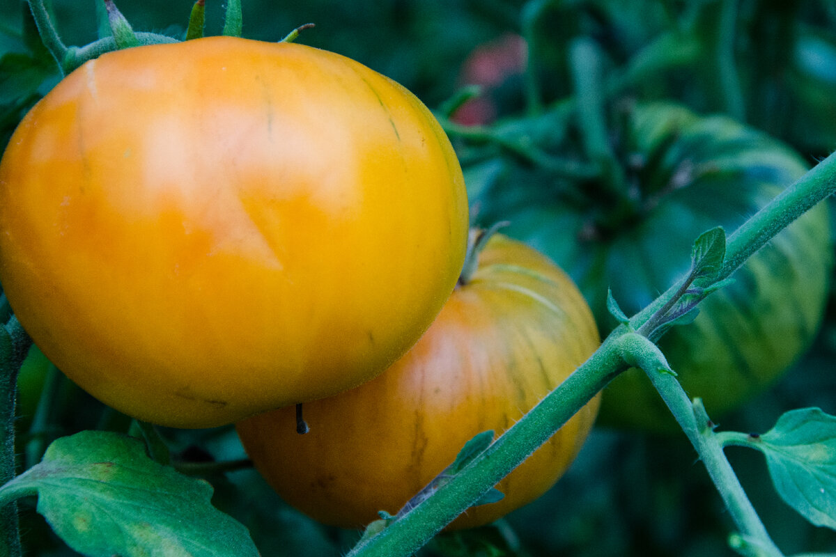 Помидоры со вкусом хурмы и клубники. Фото Зеленой стрекозы