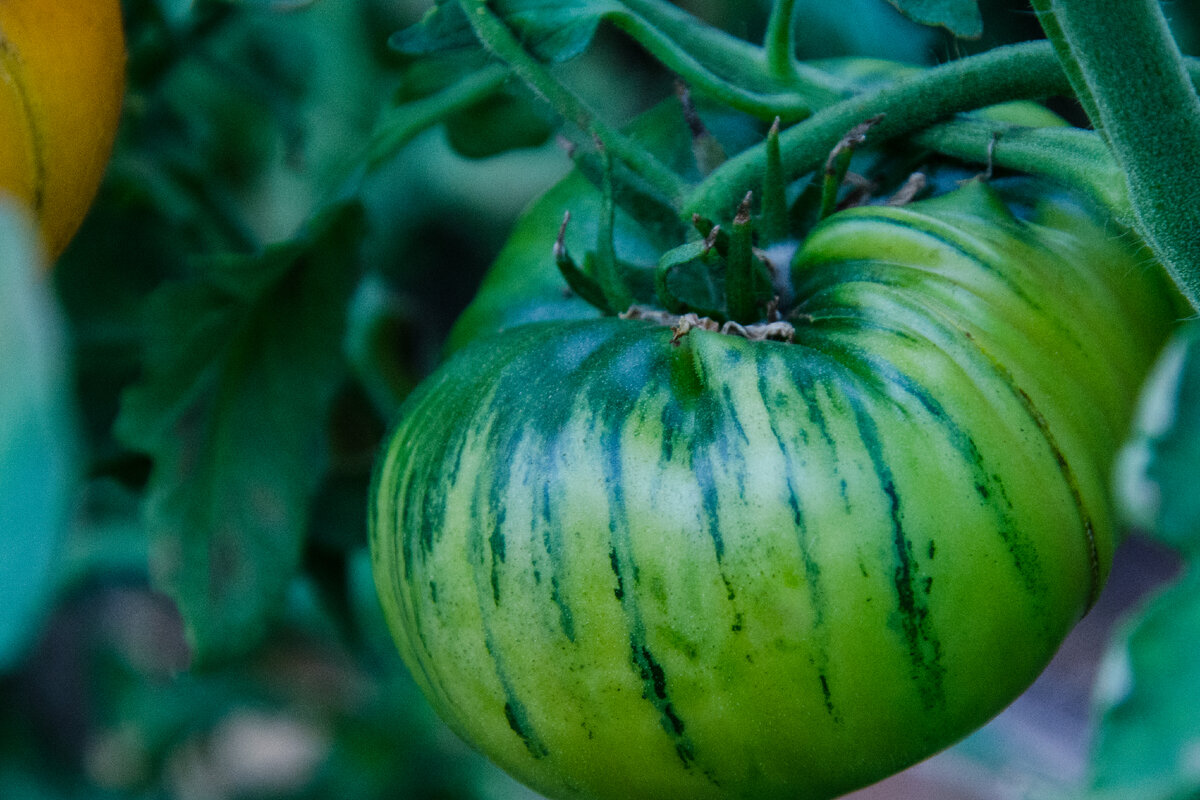 Помидоры со вкусом хурмы и клубники. Фото Зеленой стрекозы