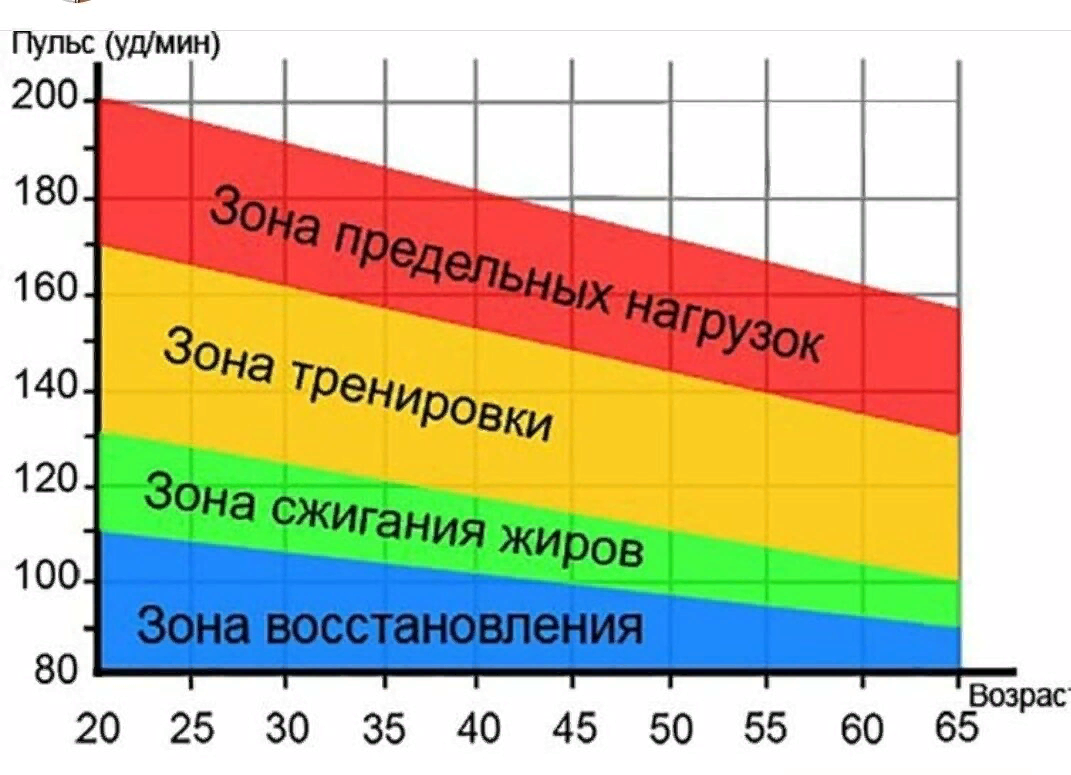 Как посчитать пульс за 10 секунд. Пульс при физических нагрузках для сжигания жира. Пульсовые зоны. Зоны интенсивности по пульсу. Тренировочные пульсовые зоны.