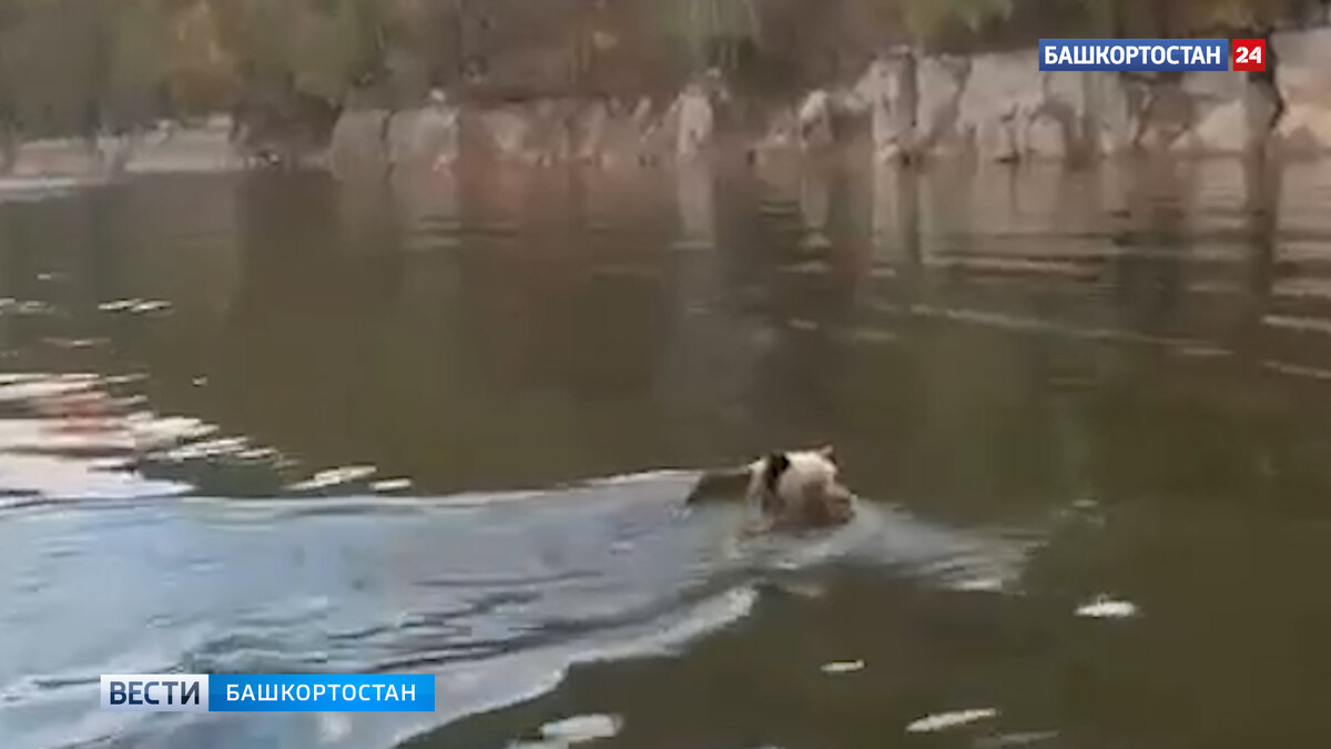    На Юмагузинском водохранилище в Башкирии медведь подплыл к лодке с рыбаками