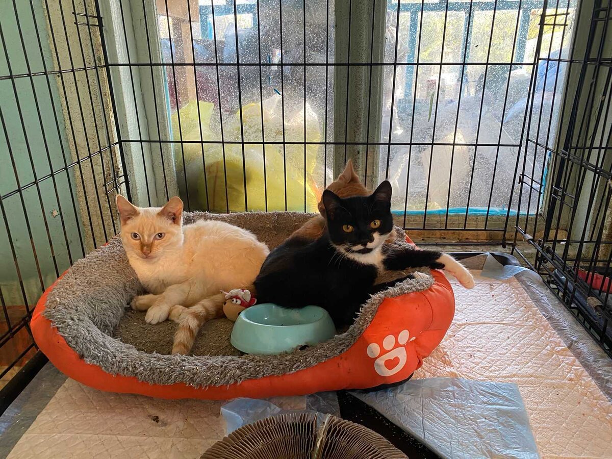 Наши красавицы.