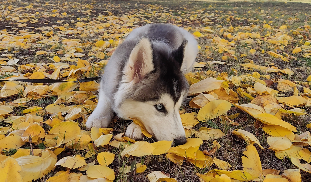 Хаски по имени Мани