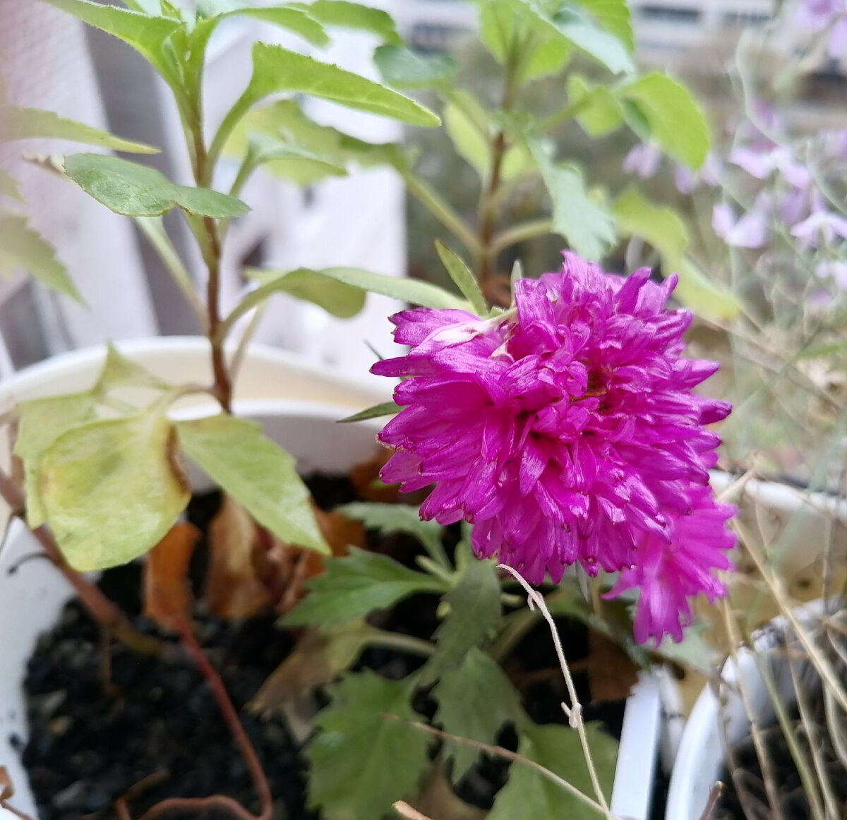 Астра на балконе. 