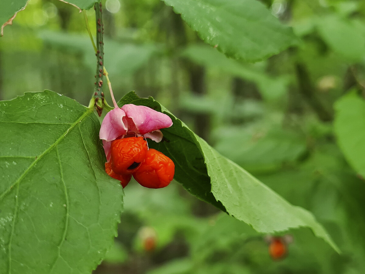 Бересклет бородавчатый (Euonymus verrucosus) фото автора