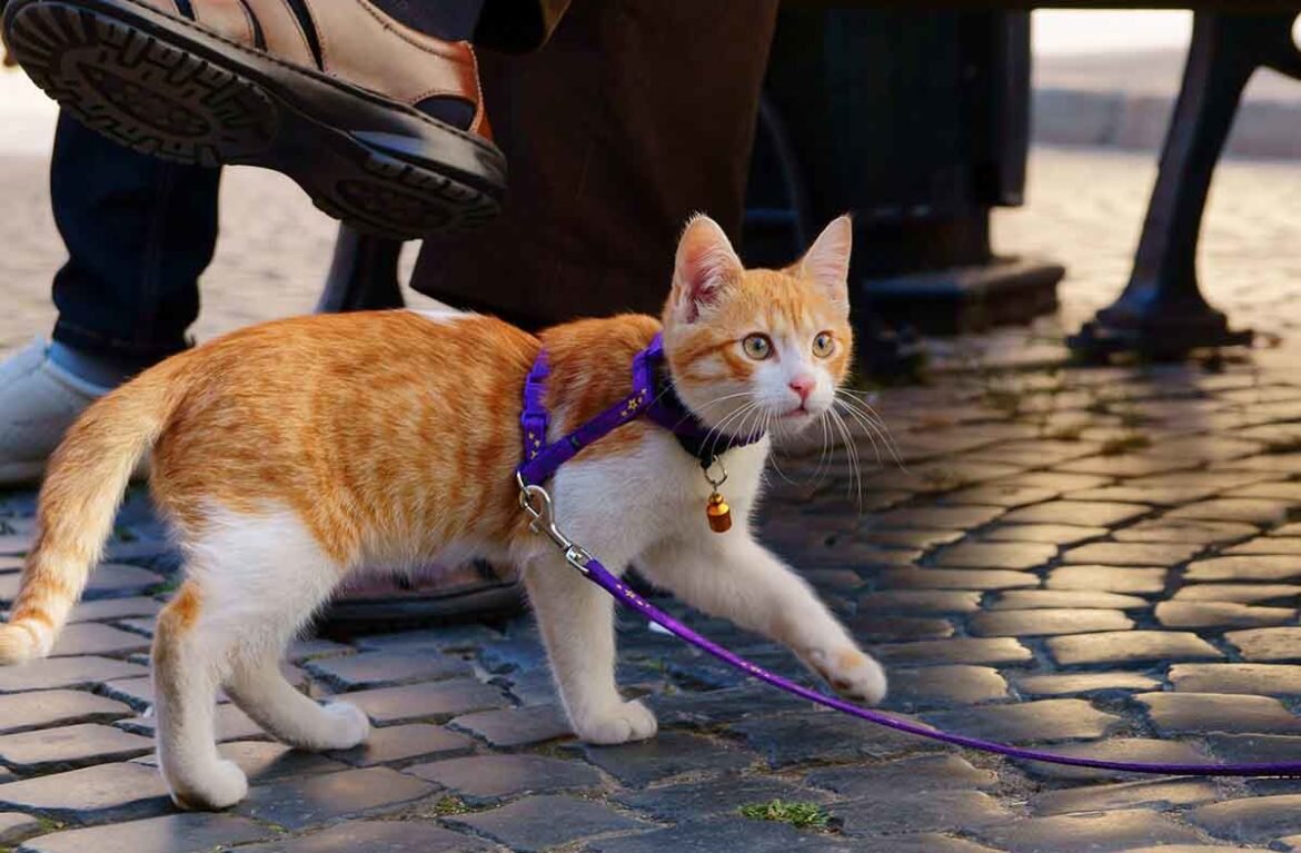 🐾Дом замурчательных советов для котов и человеков: про домики, игрушки,  корм, воду и шлейку | Я — Кот! | Дзен