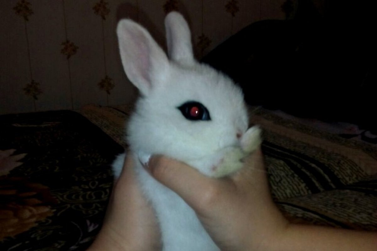    Неизвестный зверь истребил поголовье кроликов на ферме в Пермском крае