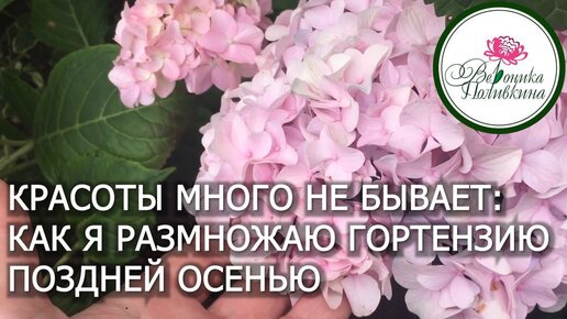 Это так просто, что вам обязательно захочется повторить: самый простой способ размножить гортензию поздней осенью