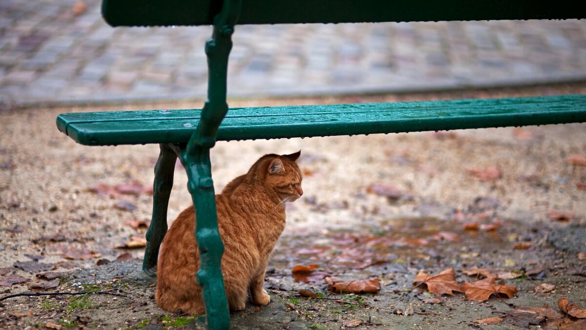 🐱 Котики под дождём также прекрасны. 15 очаровательных мокрых фото |  Коты&Люди | Дзен