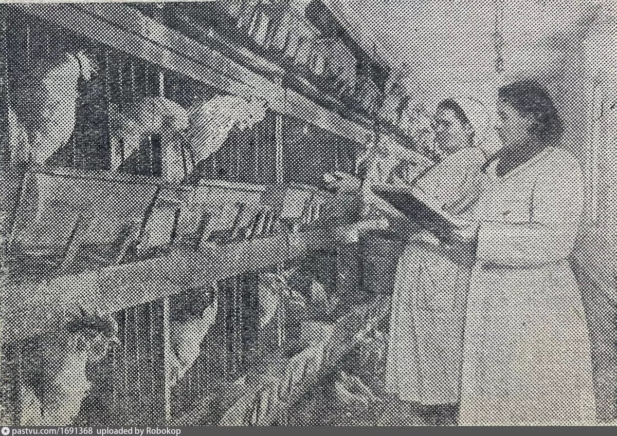 Кунцевская птицефабрика в 1956 году. Фото Г. Кандырина, с сайта www.pastvu.com.