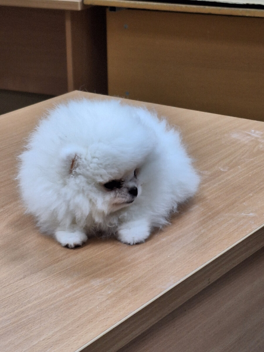 Она не шевелилась,  позировала! )))