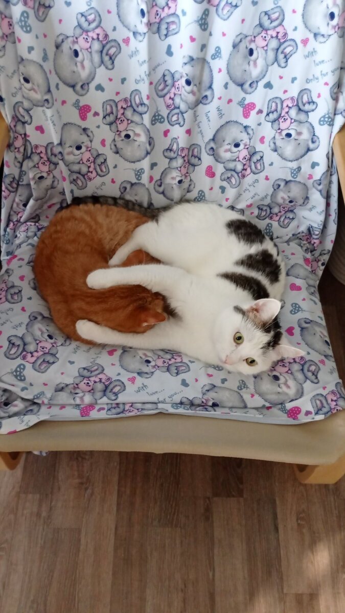 Хорошо быть домашним котом