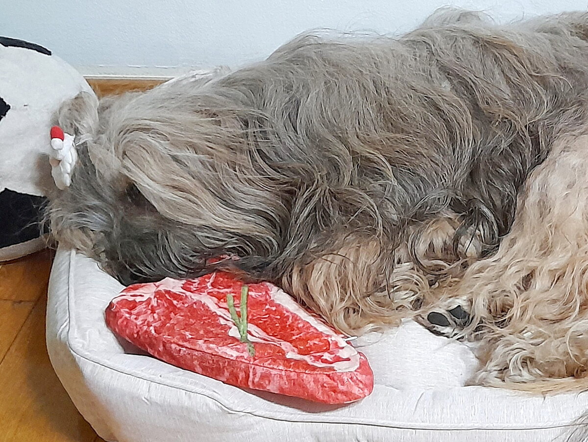 Мой тибетский терьер со своей игрушкой в виде мясного стейка. Британские ученые предлагают всем собакам и кошкам сесть на веганскую диету и заменить настоящее мясо на игрушечное. Фото из личного архива