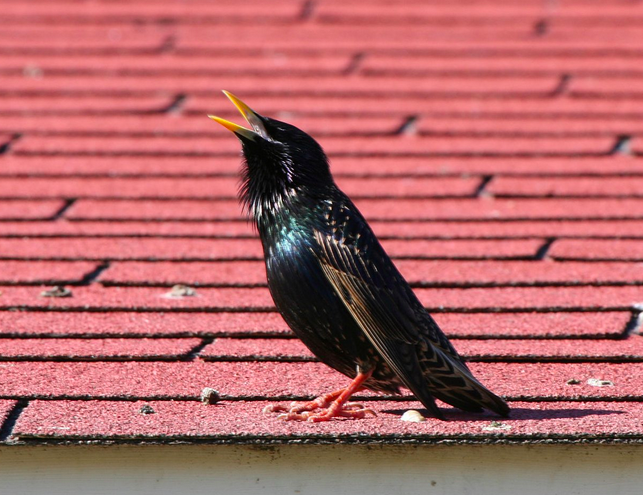 Фото: Wikipedia Commons