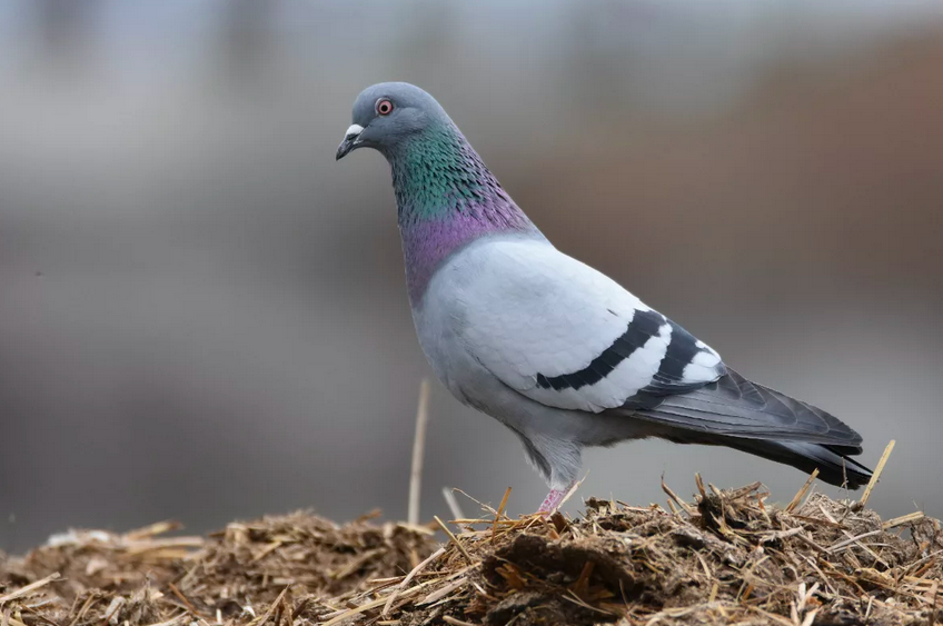 Сизый голубь