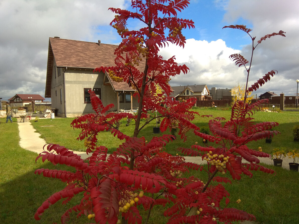 Рябина Арнольда