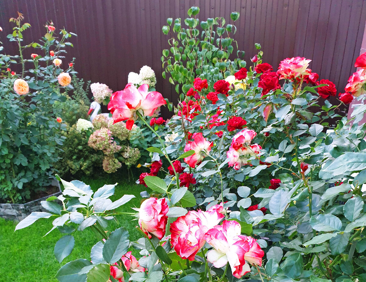Розы в моём саду. 1 октября 2023 г.
