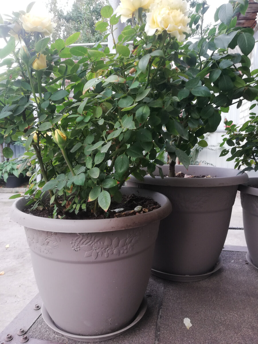 Розы Кордана в 20-литровых кашпо (сейчас пересажены в 25, возможно вскоре потребуется литраж увеличить)