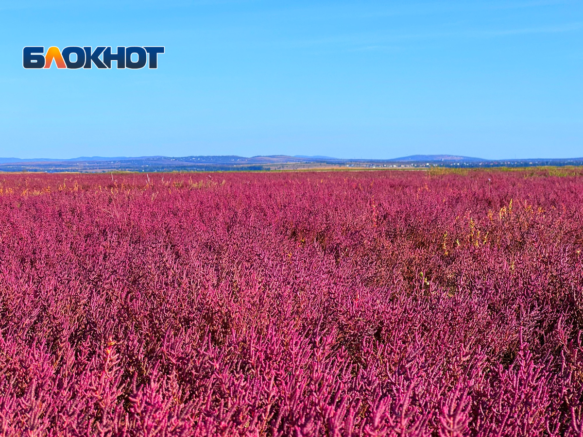 Самый красивый лиман Краснодарского края «покраснел»: фоторепортаж |  Блокнот Краснодар | Дзен