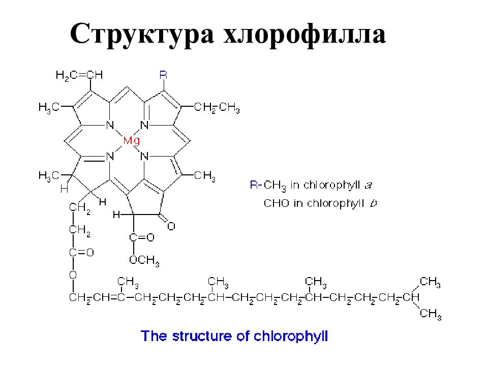 строение молекулы хлорофилла. строение хлорофилла и гемоглобина. схематическое строение хлорофилла. строение молекулы хлорофилла. формула строения хлорофилла.